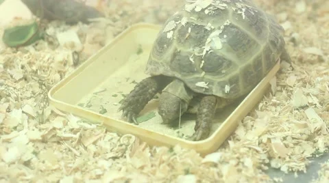 Terrarium 8 turtle eating Stock Footage 50616599