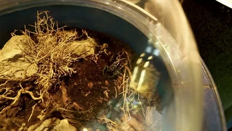 Terrarium with scorpion Stock Footage 238679216