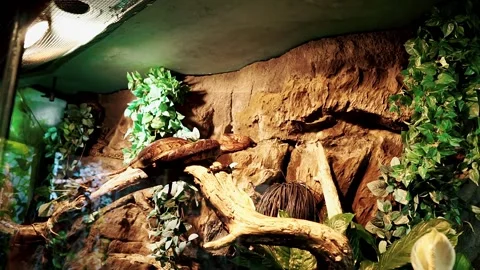 Terrarium with venomous snakes Stock Footage 238679085