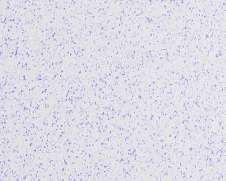 Terrazzo Texture. Floor Granite Textured. Stone, Rock, Marble Background. Nat Stock Illustration