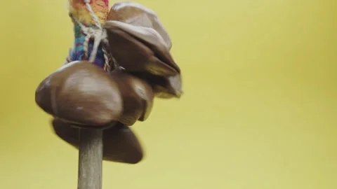 Terre nut shaker Stock Footage 130586510