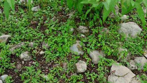 Terrestrial ecosystem of a scrubland in Mexico Macro view of the soil Stock Footage 280219271