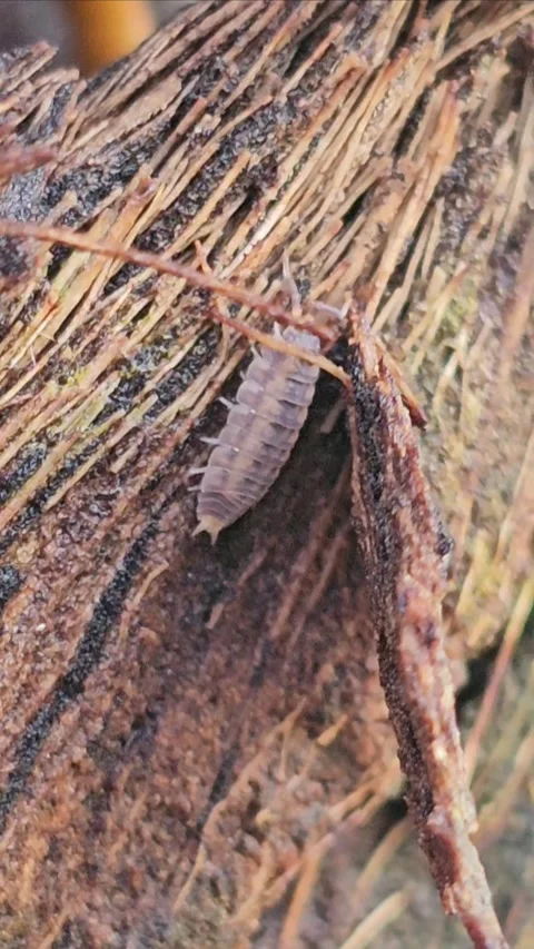Terrestrial Isopod Crawling on Coconut Palm Trunk in Tropical Garden 스톡 동영상 344914688