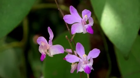 Terrestrial orchid, Malaysia Видео 129530708