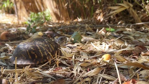 Terrestrial Ornate Box Turtle Crawling Outdoor In The Wild. Close-up Shot Stock Footage 291064996