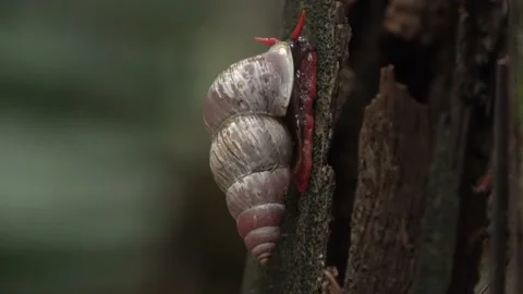 Terrestrial snail, Malaysia Stock Footage 165194100