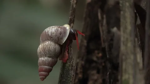 Terrestrial snail, Malaysia Stock Footage 165194200