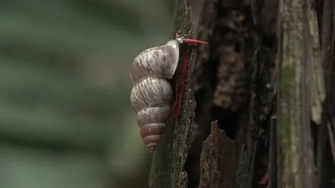 Terrestrial snail, Malaysia Stock Footage 165194301