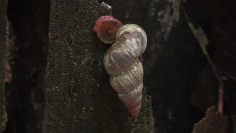 Terrestrial snail, Malaysia Stock Footage 165194574