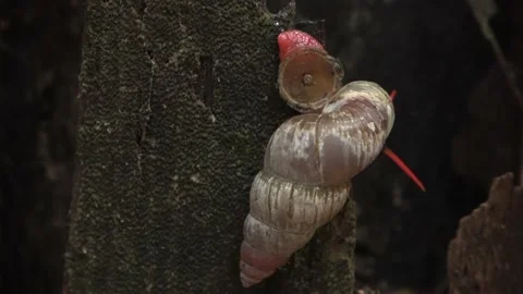Terrestrial snail, Malaysia Stock Footage 165194590