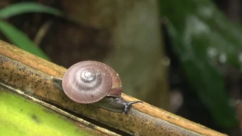 Terrestrial snail, Malaysia Stock-Footage 327046784