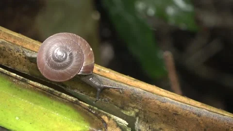 Terrestrial snail, Malaysia Stock Footage 327046831