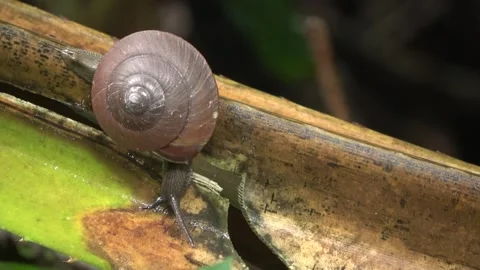 Terrestrial snail, Malaysia Stock Footage 327046869