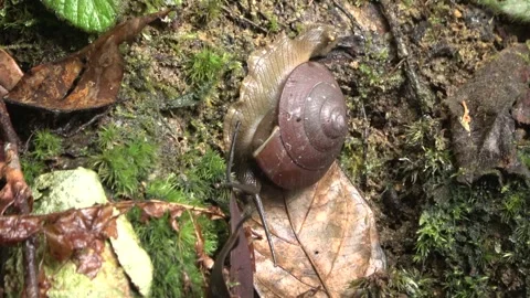 Terrestrial snail, Malaysia Stock Footage 327046900