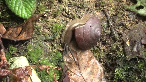 Terrestrial snail, Malaysia Stock Footage 327046902