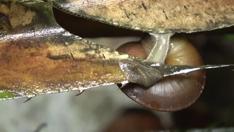 Terrestrial snail, Malaysia Stock Footage 327047005