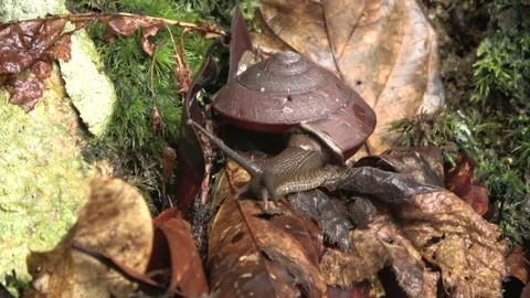 Terrestrial snail, Malaysia Stock Footage 327047062
