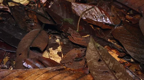 Terrestrial Tiger Leech searches forest floor for prey in the jungles of Borneo. Stock Footage 32547869