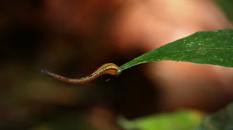Terrestrial Tiger Leeches attack a man's hands in the jungles of Borneo. Stock Footage 32547854