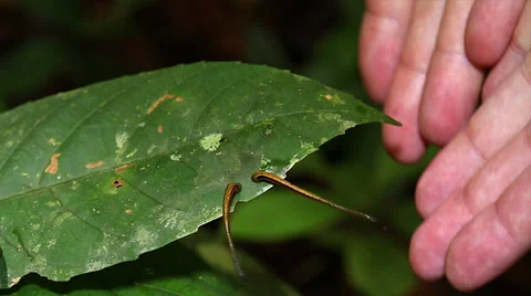 Terrestrial Tiger Leeches attack a man's hands in the jungles of Borneo. Stock Footage 32547971