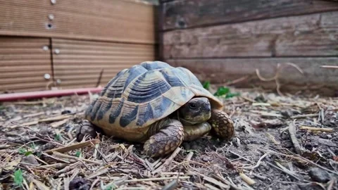 Terrestrial tortoise resting and observing the surrounding movements on dry Stock Footage 315282390