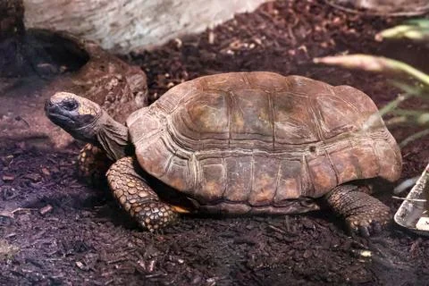 A terrestrial tortoise with a textured shell rests on dark soil Stock Photos