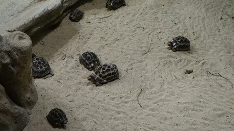 Terrestrial turtle colony in captivity Stock Footage 78076328