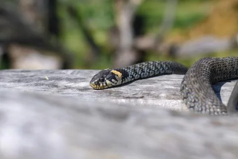 Terrible black snake basks in the sun and watches looking at the victim. Vipe Stock Photos