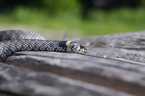 Terrible black snake basks in the sun and watches looking at the victim. Vipe Stock Photos