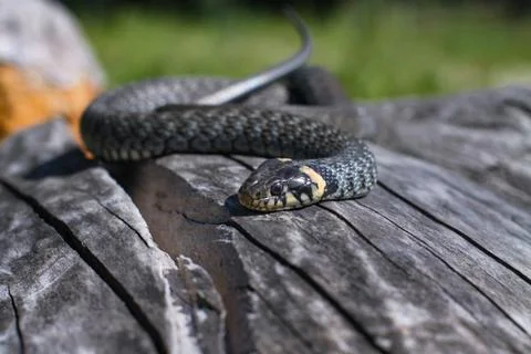 Terrible black snake basks in the sun and watches looking at the victim. Vipe Stock Photos