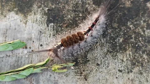Terrible caterpillar Video stock 274422591