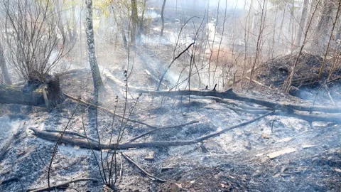 Terrible consequences after a forest fire Stock Footage 249526747