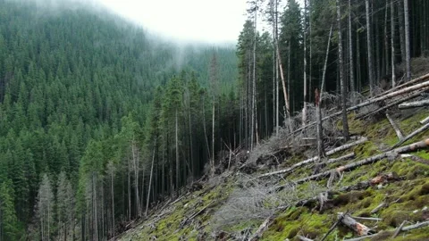 Terrible deforestation on a background of dense green forest. Drone shot. Car Stock Footage 168520956