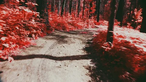 A terrible dream when you run away from pursuit in a terrible forest Stock Footage 128030237