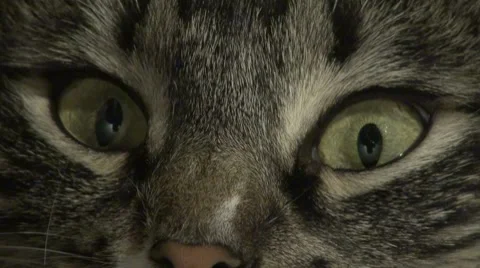 Terrible eyes of the cat. Video stock 7764762
