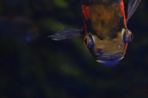The terrible fish with eyebrows is floating Stock Photos