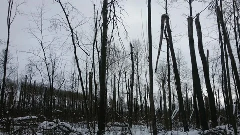 A terrible forest, broken trees, the effects of a hurricane 1 Stock Footage 149318440