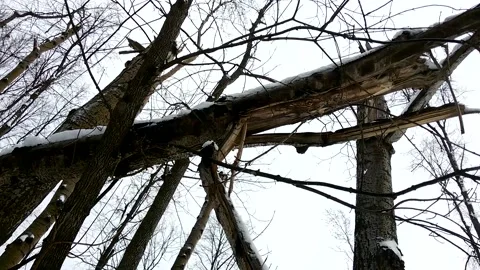 A terrible forest, broken trees, the effects of a hurricane 2 Stock Footage 149318441
