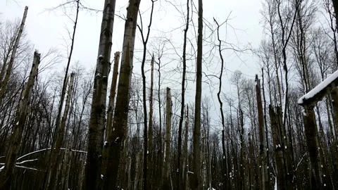 A terrible forest, broken trees, the effects of a hurricane 3 Stock Footage 149318447