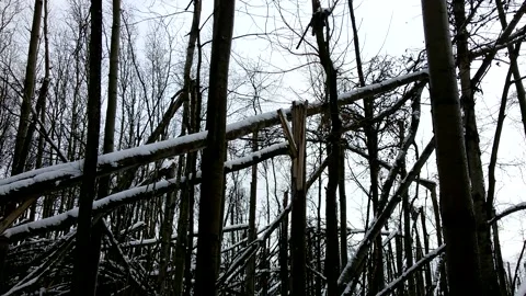 A terrible forest, broken trees, the effects of a hurricane 4 Stock Footage 149318454