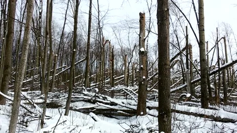 A terrible forest, broken trees, the effects of a hurricane 5 Stock Footage 149318455