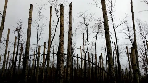 A terrible forest, broken trees, the effects of a hurricane 6 Stock Footage 149318464