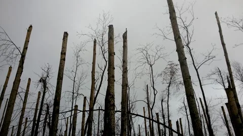 A terrible forest, broken trees, the effects of a hurricane 7 Stock Footage 149318470