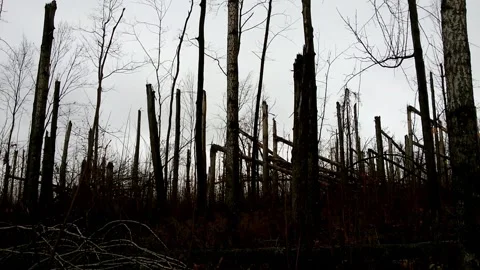 A terrible forest, broken trees, the effects of a hurricane 8 Stock Footage 149318473