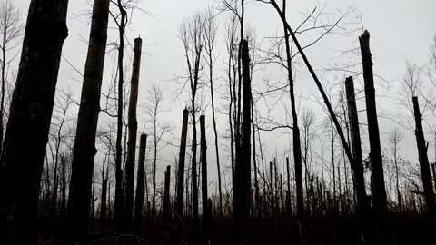A terrible forest, broken trees, the effects of a hurricane 9 Stock Footage 149318487
