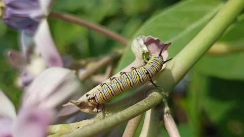Terrible green caterpillar Video stock 261454802
