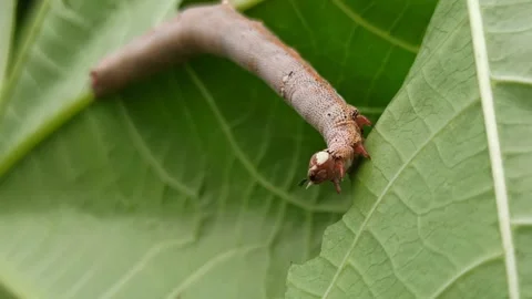 Terrible green caterpillar Stock-Footage 265014788