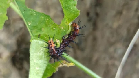 Terrible green caterpillar Stock Footage 265015150