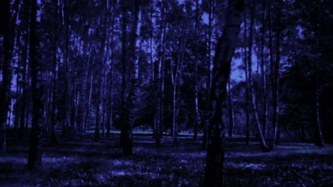 Terrible Night Forest Background Stock Footage 93364182