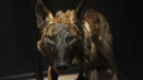 A terrible stuffed wolf standing in the dark Stock Footage 331245476